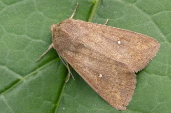 Mythimna albipuncta imago
