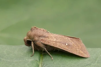 Mythimna albipuncta imago