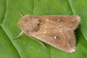 Mythimna albipuncta imago