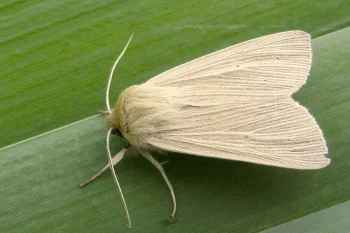 Mythimna impura imago