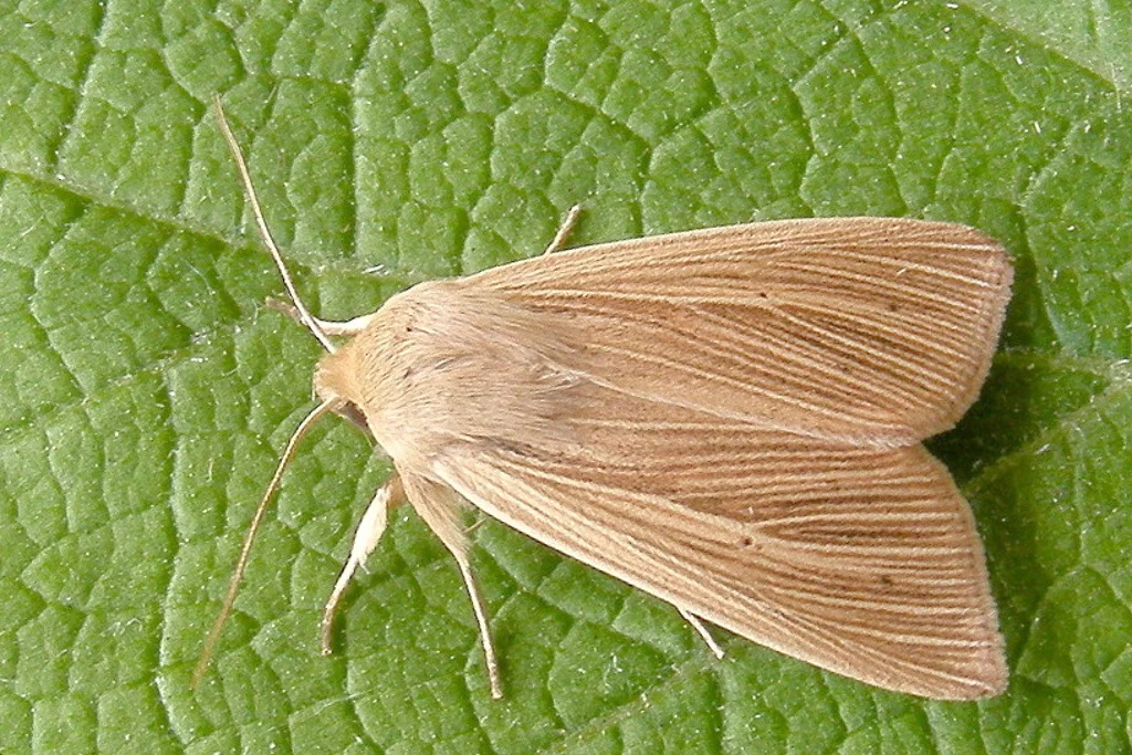 Mythimna pallens imago