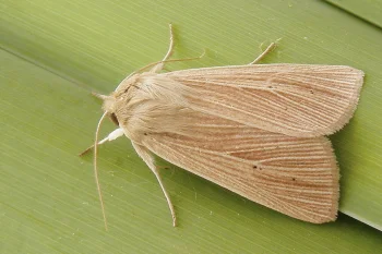 Mythimna pallens imago