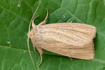 Mythimna pudorina imago