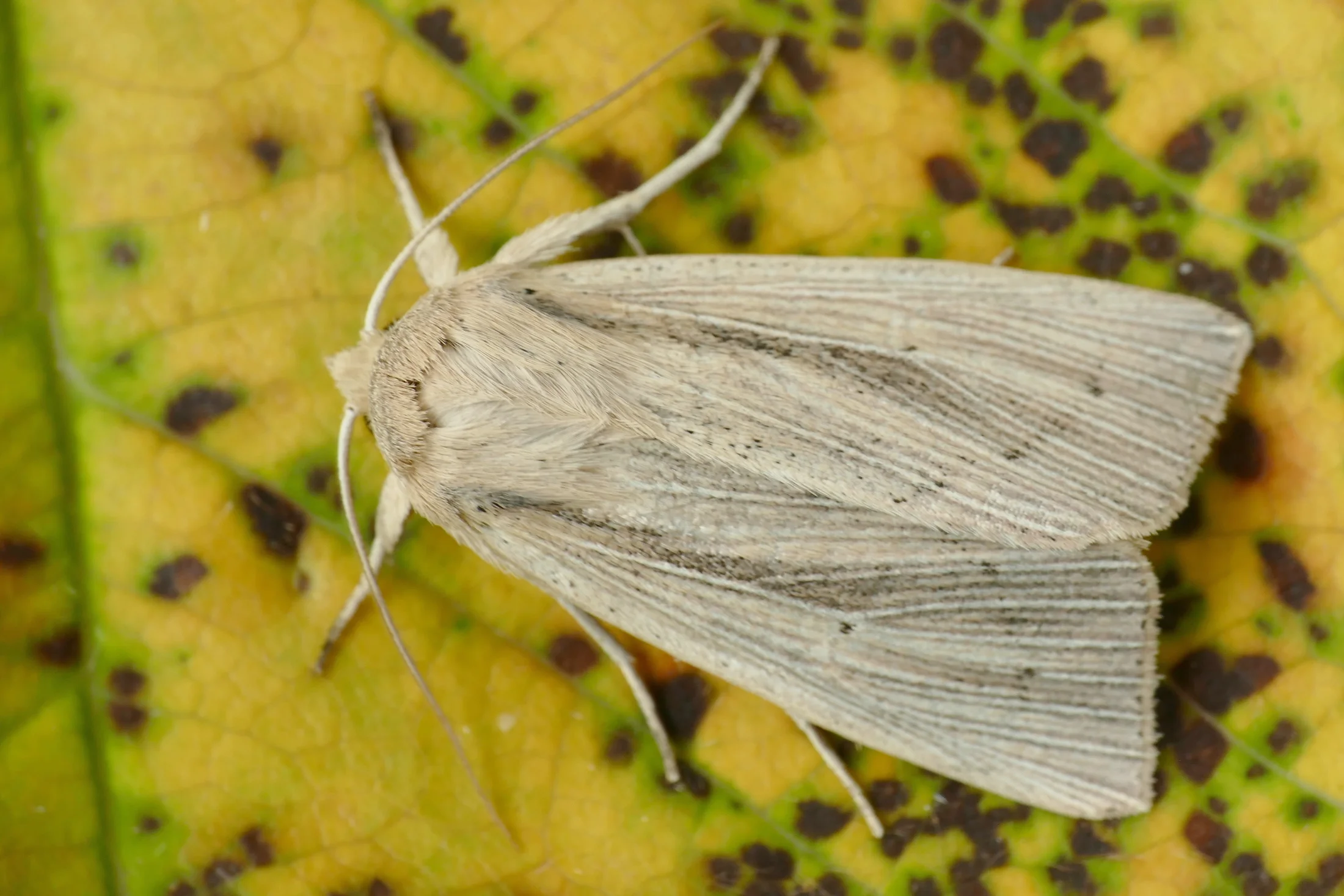 Mythimna straminea imago