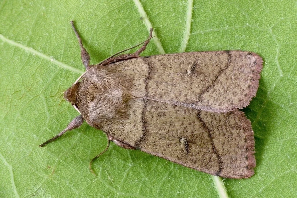 Mythimna turca imago