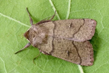 Mythimna turca imago