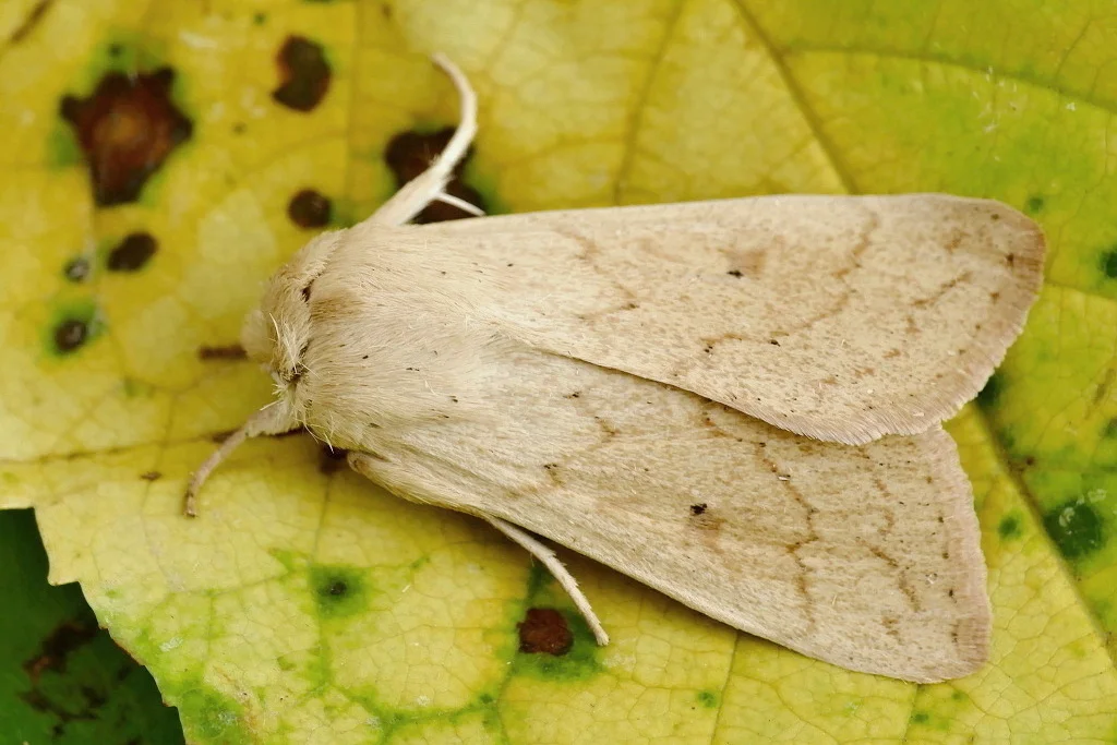 Mythimna vitellina imago