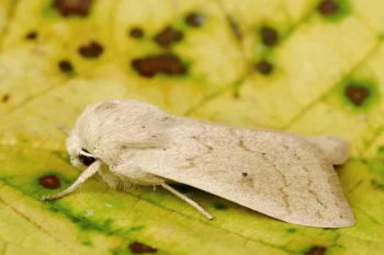 Mythimna vitellina imago
