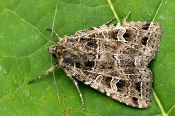 Naenia typica imago