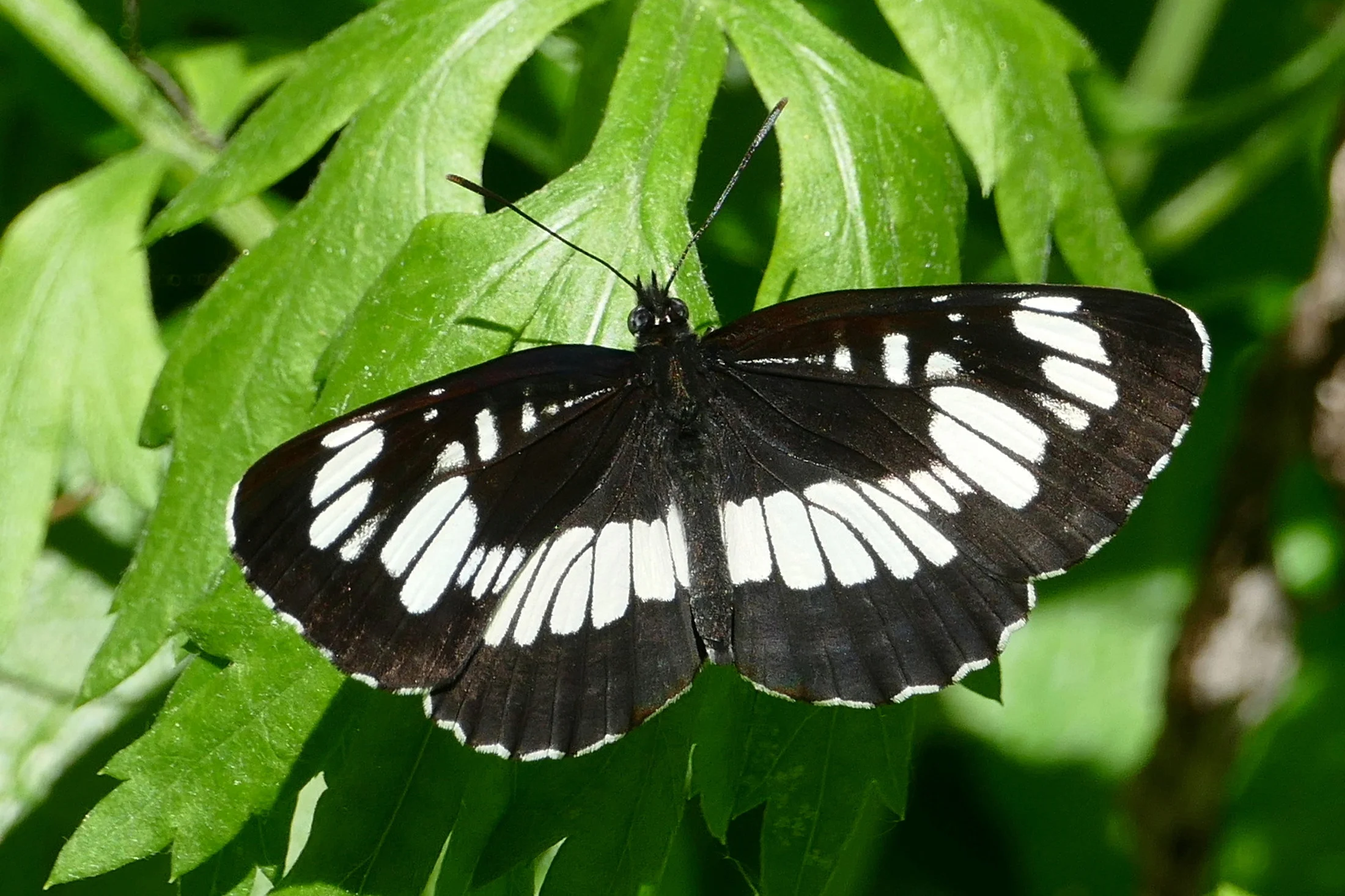 Neptis rivularis imago