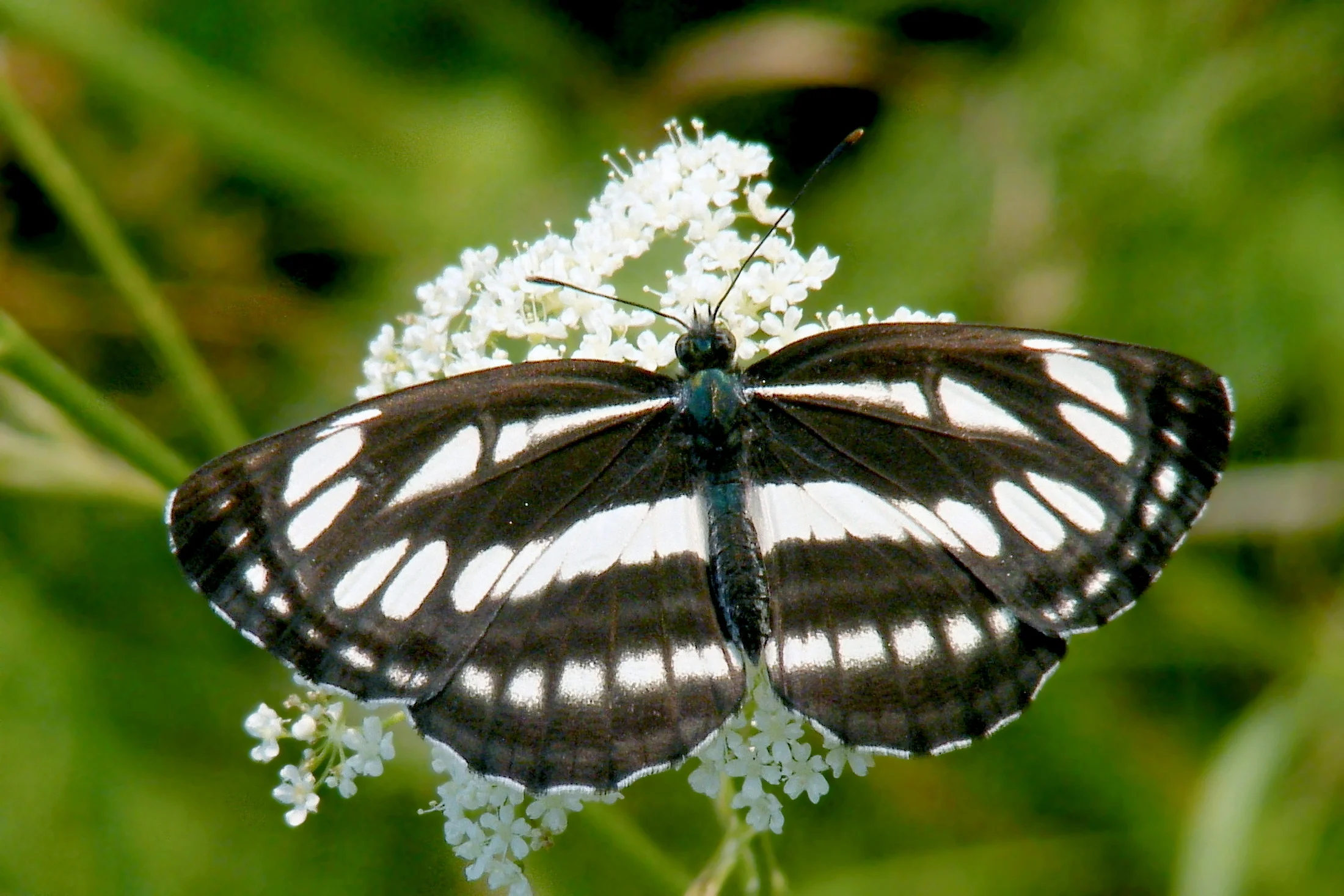 Neptis sappho imago