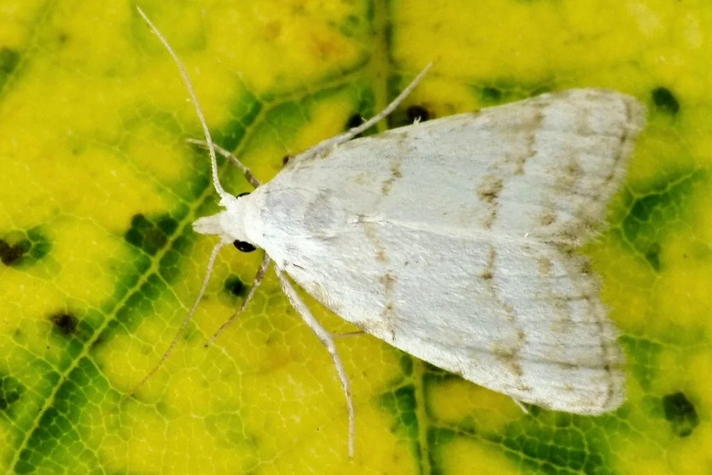 Nola aerugula imago