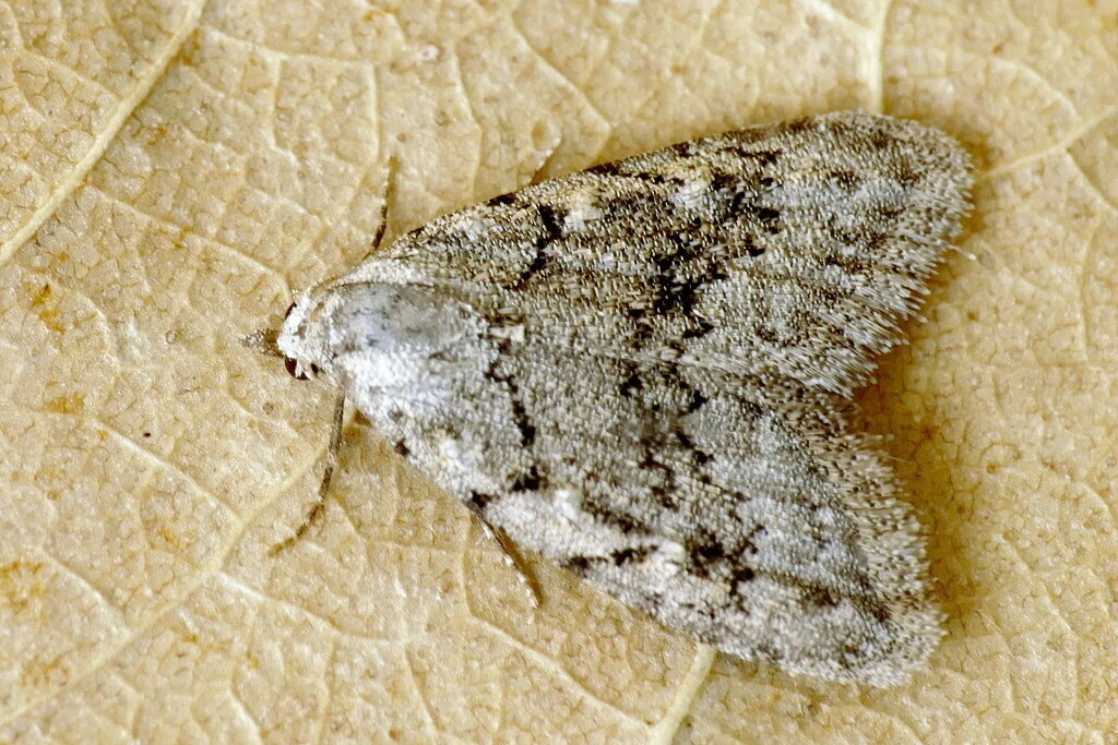 Nola cicatricalis imago