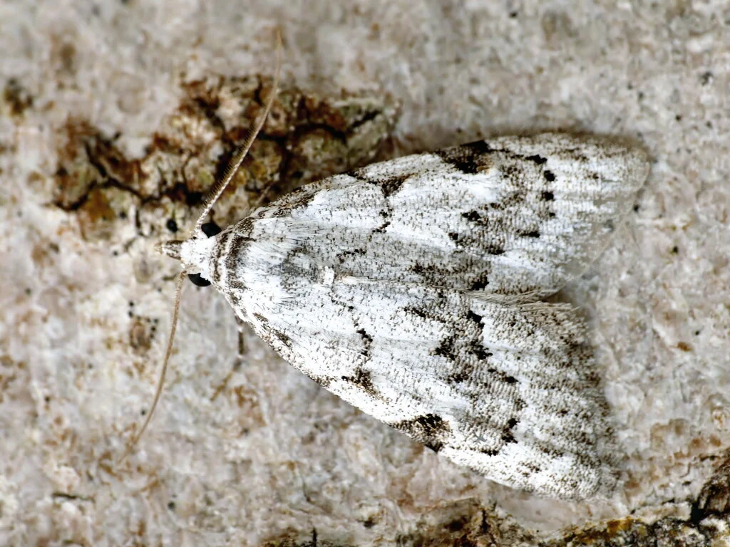 Nola confusalis imago