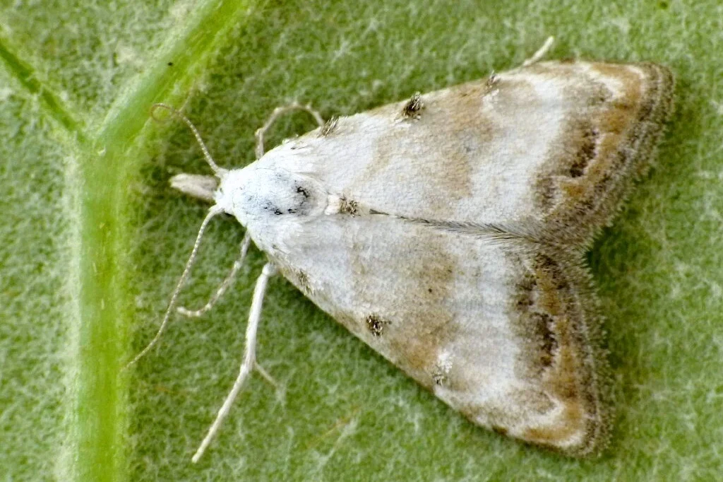 Nola cristatula imago