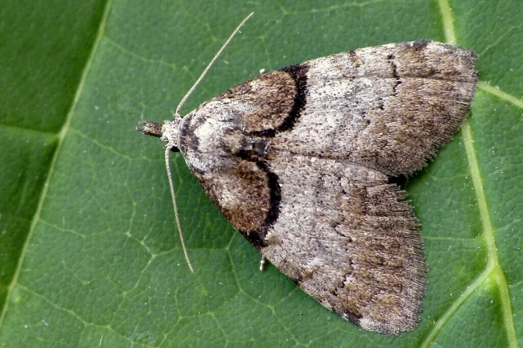 Nola cucullatella imago