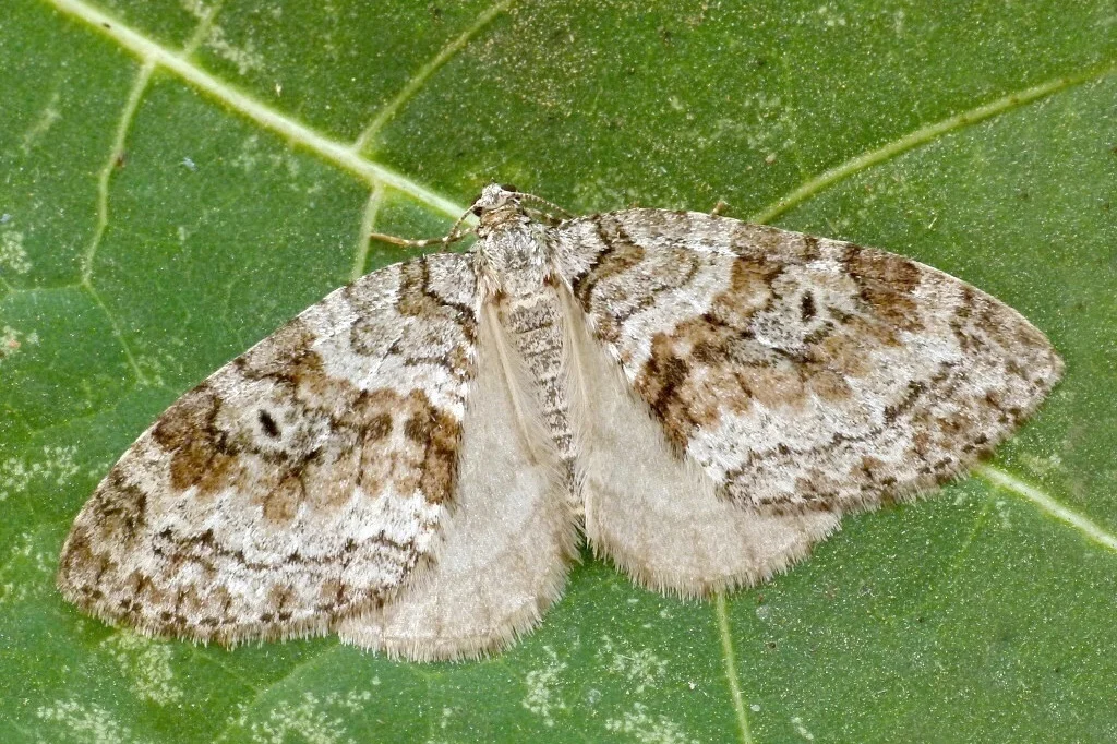 Nothocasis sertata imago
