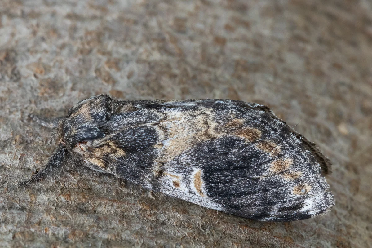 Notodonta tritophus imago