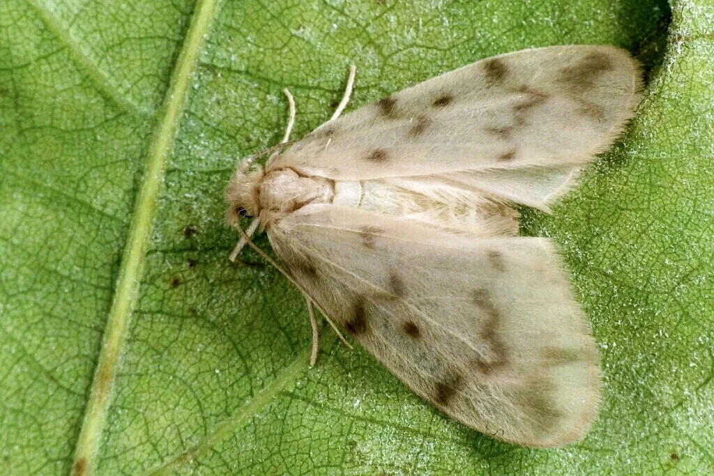 Nudaria mundana imago