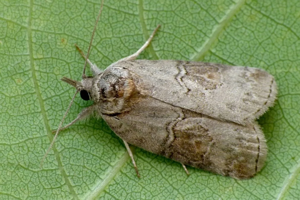 Nycteola asiatica imago