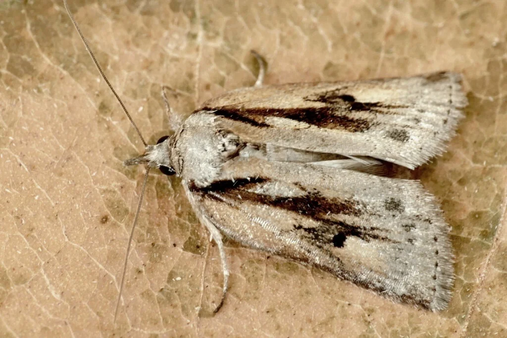 Nycteola revayana imago