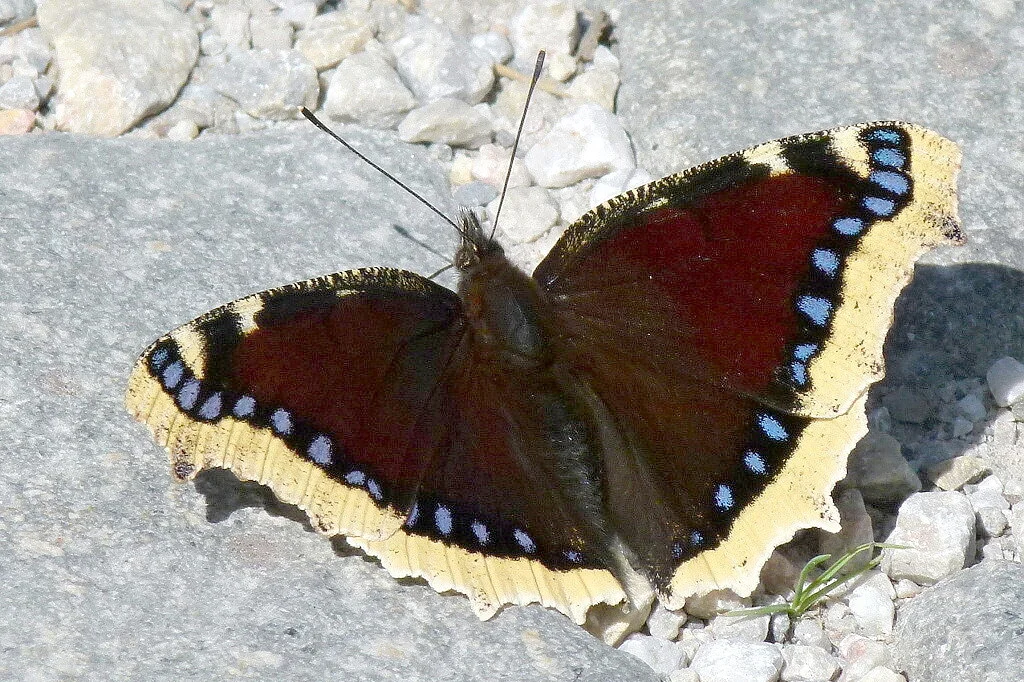 Nymphalis antiopa imago