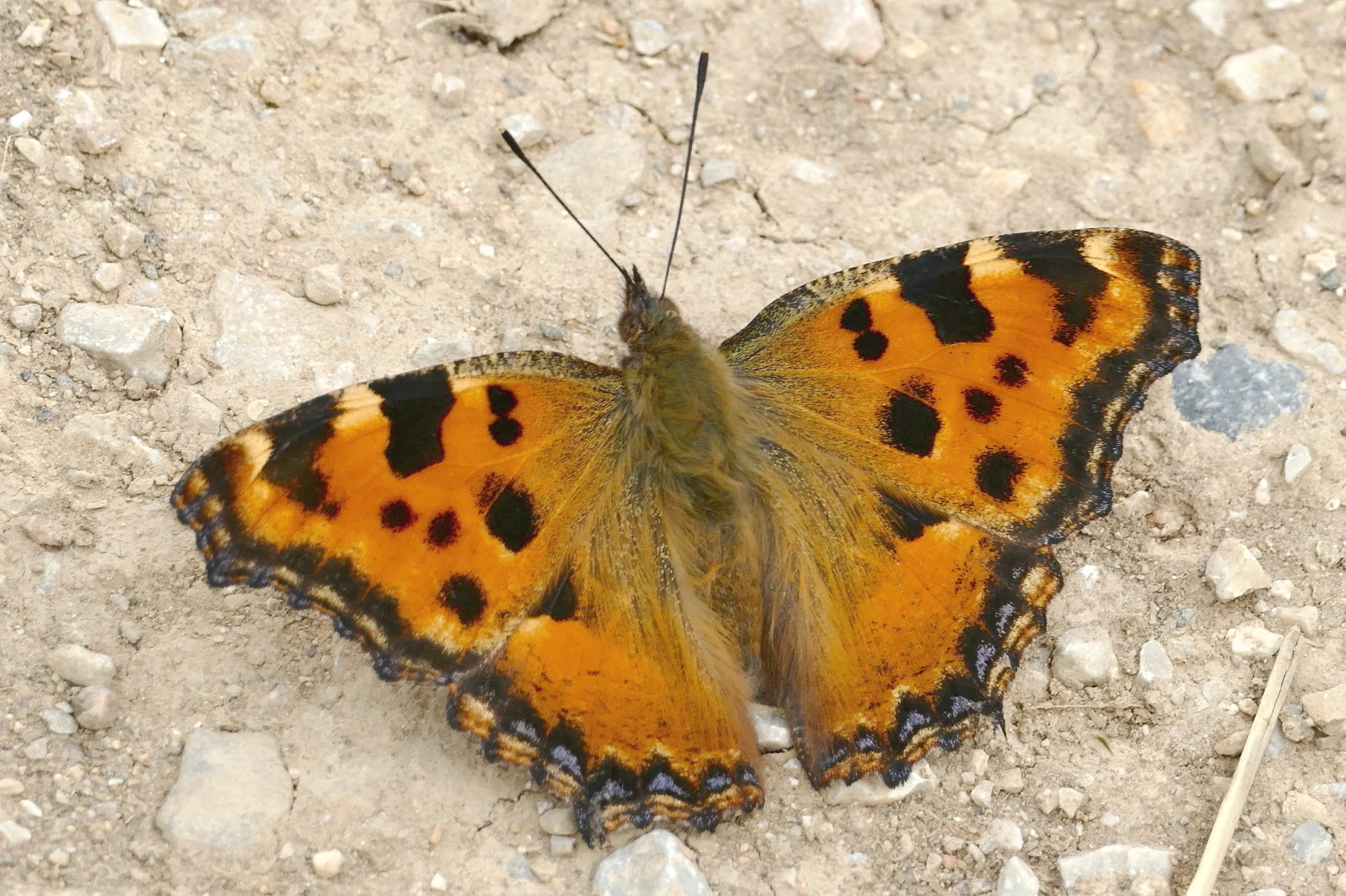 Nymphalis polychloros imago