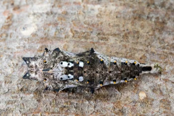 Nymphalis polychloros pupa