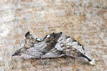 Nymphalis polychloros pupa