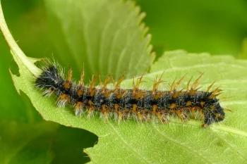 Nymphalis polychloros larva