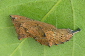 Nymphalis polychloros pupa
