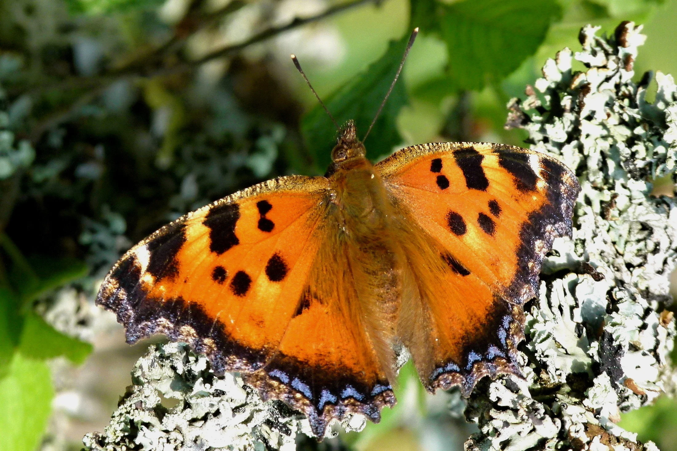 Nymphalis xanthomelas imago