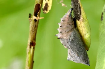 Nymphalis xanthomelas pupa
