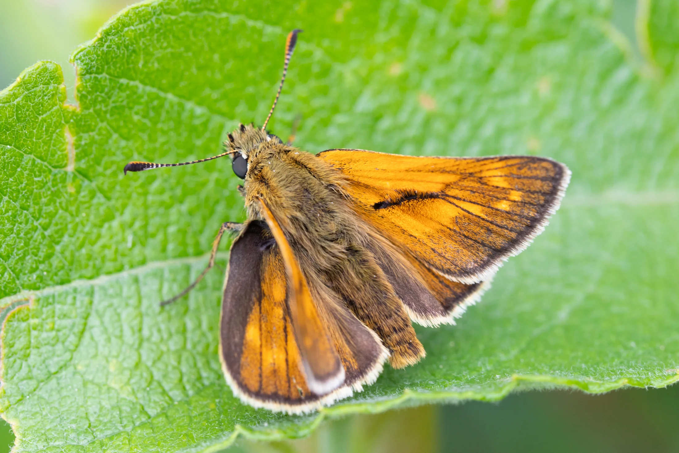 Ochlodes sylvanus imago