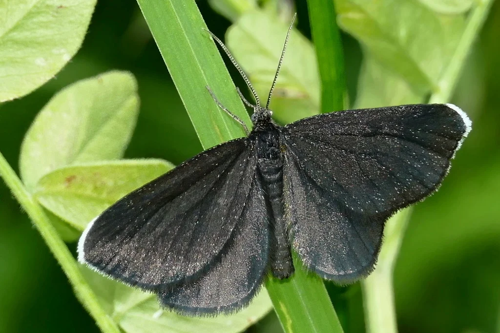 Odezia atrata imago