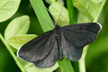 Odezia atrata imago