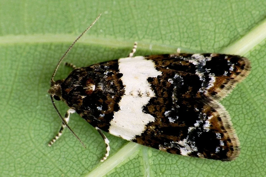 Olindia schumacherana imago