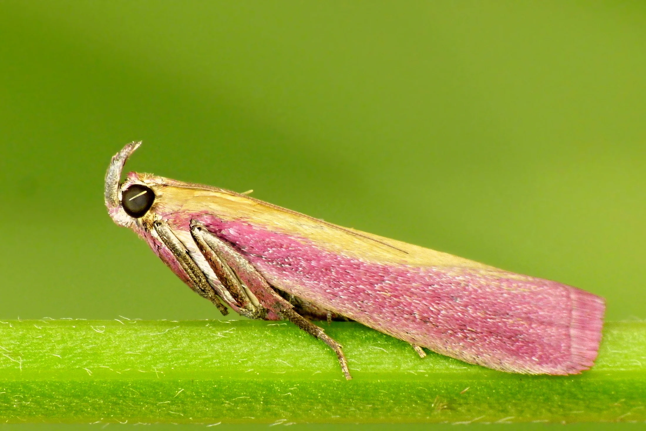 Oncocera semirubella imago
