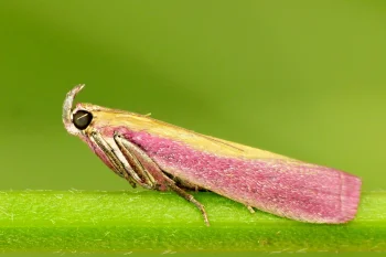 vijačka lucernová