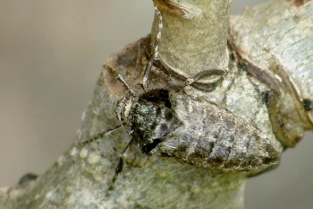 Operophtera brumata imago