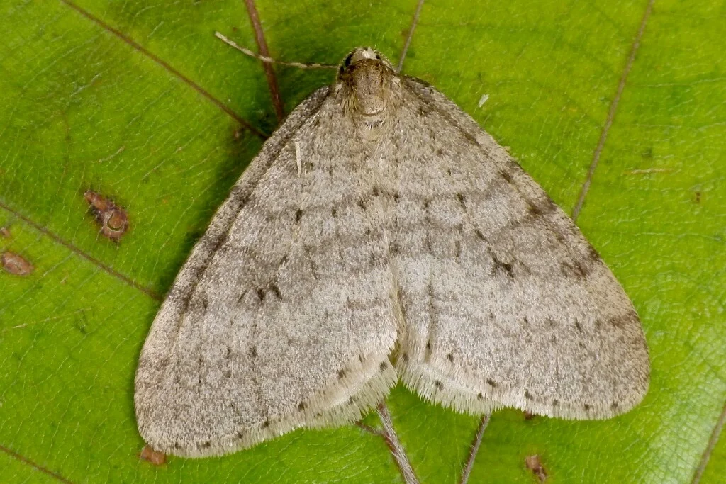 Operophtera brumata imago