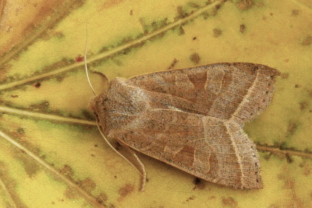 Orbona fragariae imago