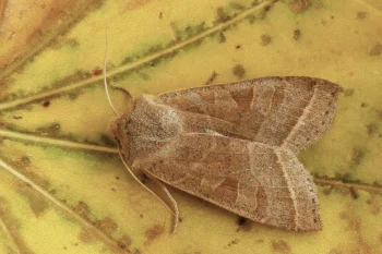 Orbona fragariae imago