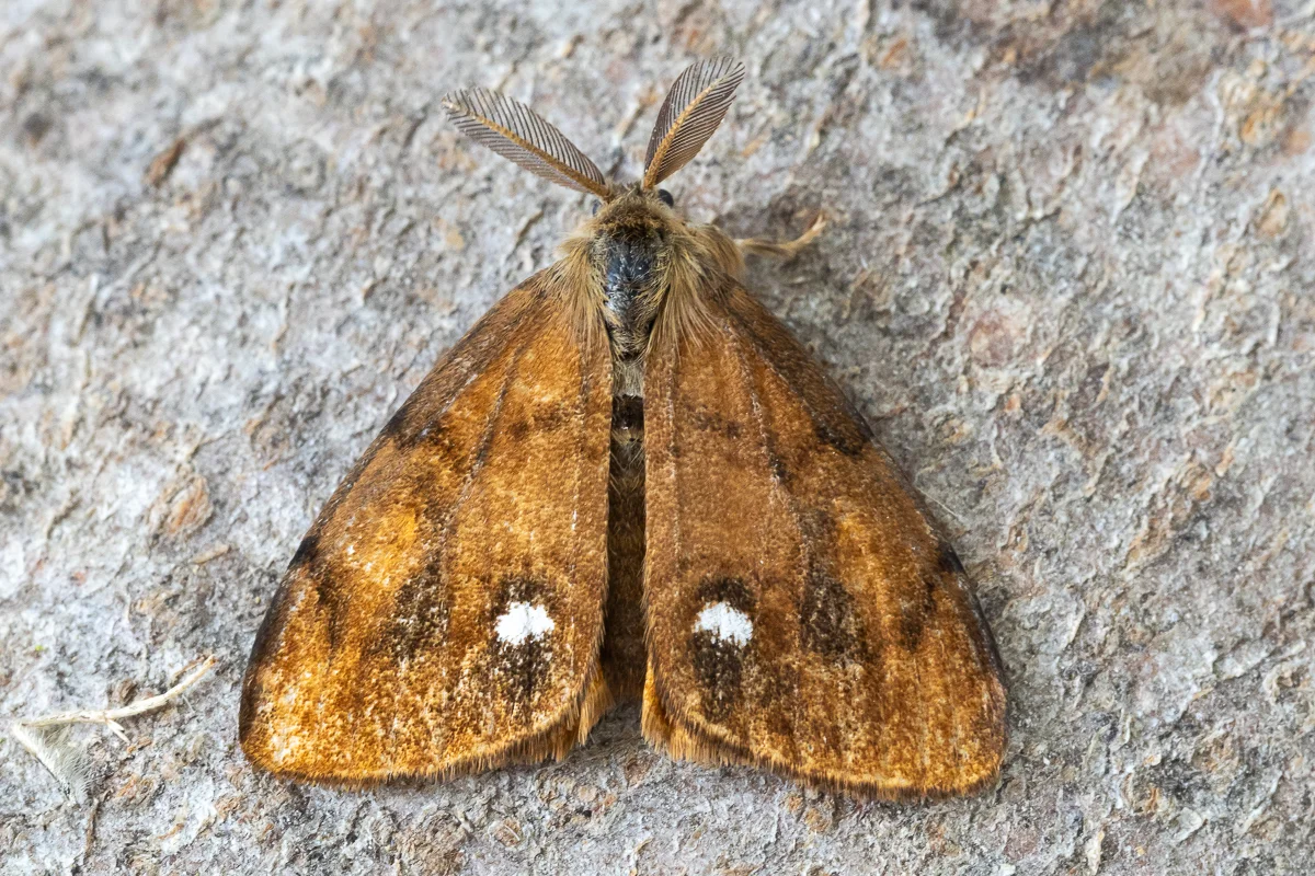 Orgyia antiqua imago
