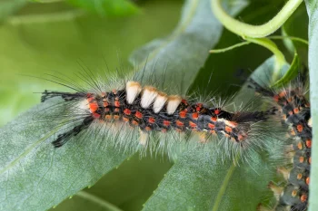 Orgyia antiqua larva