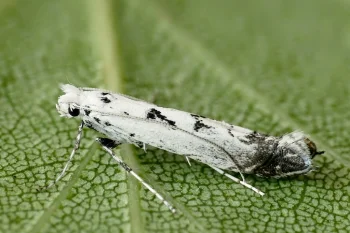 Ornixola caudulatella imago