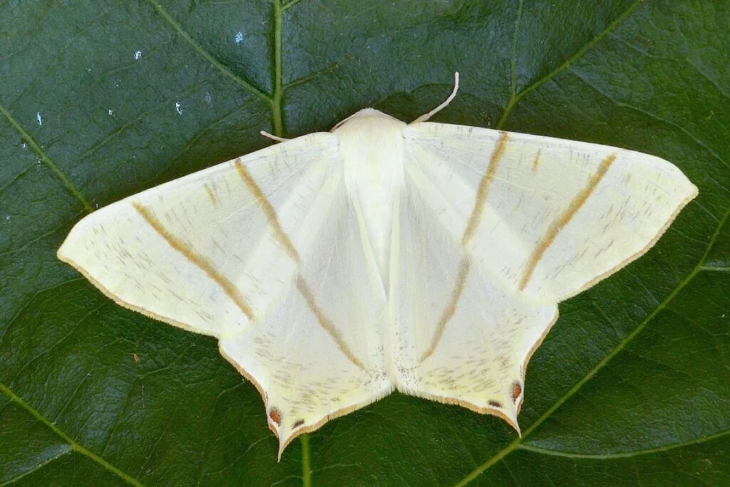 Ourapteryx sambucaria imago