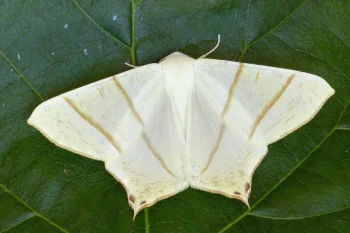 Ourapteryx sambucaria imago