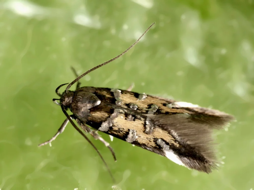 Pancalia schwarzella imago