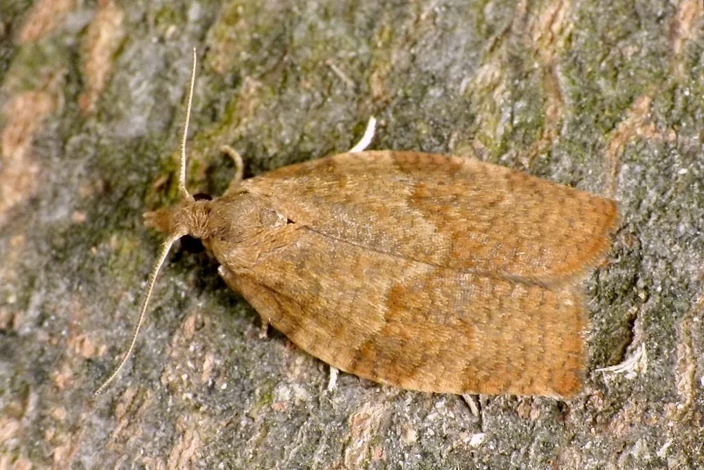 Pandemis heparana imago